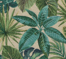 MONSTERA