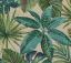 MONSTERA